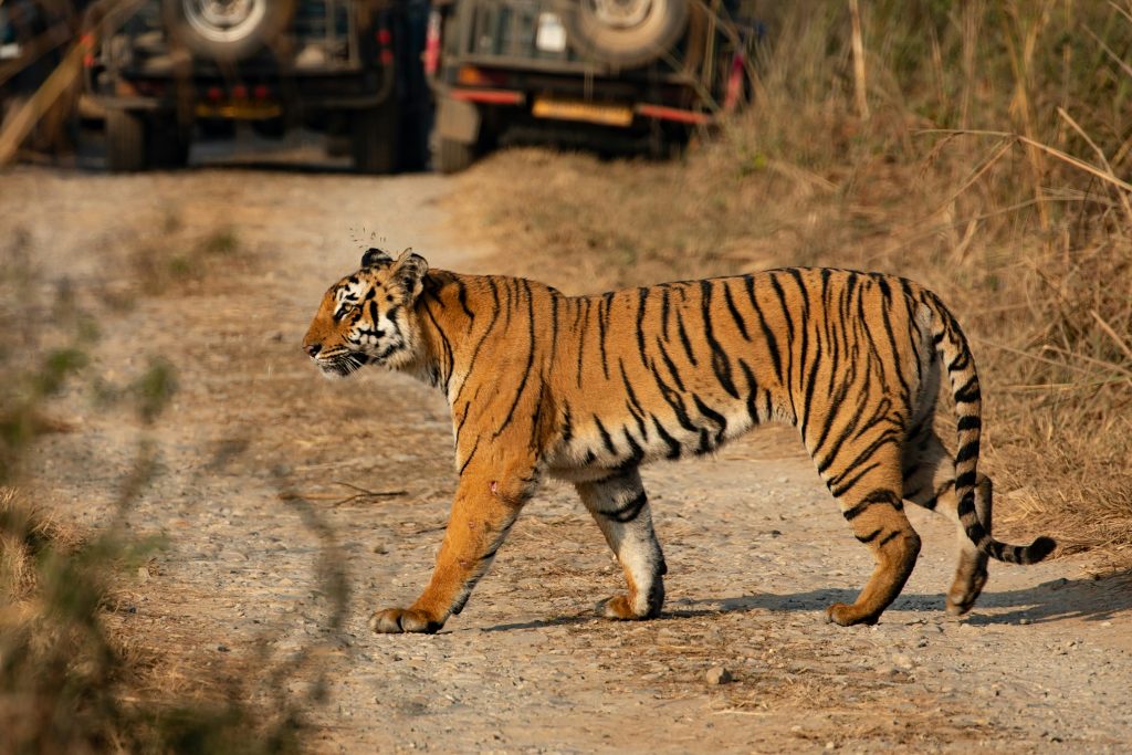 upasana saigal S Y8WxdbDG4 unsplash